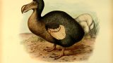 Dodo, il mitico uccello estinto che ha affascinato la storia