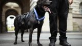 Hurricane, il cane più decorato degli Stati Uniti, ci lascia a 16 anni