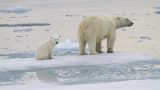 Mamma orso polare e cuccioli esplorano il mondo per la prima volta