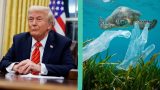 Trump e le cannucce di plastica: La verità sull’impatto sugli oceani e gli animali marini