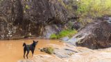 La Storia dell’Amicizia tra Uomo e Cane: Come 15.000 Anni di Auto-Addomesticamento Hanno Cambiato Tutto