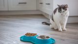 Perché il tuo gatto rovescia la ciotola dell’acqua: 5 motivi sorprendenti da scoprire