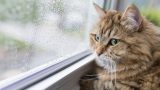 È sicuro far uscire il gatto sotto la pioggia? Ecco cosa sapere!