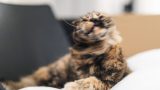 Trema il gatto: significato, cause e quando preoccuparsi