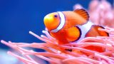 Il Segreto di Nemo: Come il Pesce Pagliaccio Vive Sicuro tra gli Anemoni Velenosi