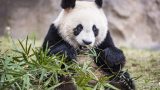 Dieta del panda e amore per il bambù: scopri perché