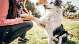 Cane appoggia la zampa sulle nostre gambe: significato e curiosità