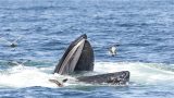 Le balene possono ingoiare le persone? Scopriamo la verità sorprendente!