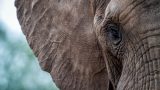 Elefante più triste del mondo: la commovente storia di Ely