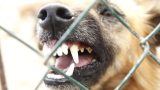 Cane aggredisce madre e figlia, padre intervenendo spara e uccide