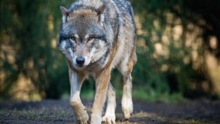 Lupo in azione: sindaco emette allerta per cittadini dopo attacco a capre