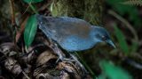 Uccello misterioso torna a Floreana dopo 188 anni dalla visita di Darwin alle Galápagos