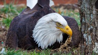 Murphy, l’aquila americana commovente, muore dopo il tornado