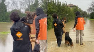 Allerta rossa in Toscana, volontari salvano gli animali in difficoltà