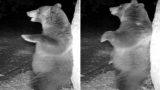 Orsi del Parco d’Abruzzo si risvegliano: il divertente video dell’orso che si gratta contro un albero