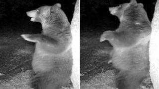 Orsi del Parco d’Abruzzo si risvegliano: il divertente video dell’orso che si gratta contro un albero