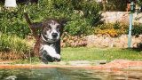 Vita con il cane: 5 motivi di felicità quotidiana