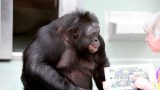 Kanzi il bonobo che parlava e ha cambiato la nostra visione degli animali