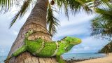 Iguane in viaggio: 8.000 km dal Nord America alle Fiji su una zattera