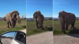 Elefante scappa a gubbio, la lav chiede la chiusura dei circhi
