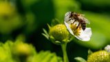 Come aiutare le api in primavera con consigli utili