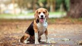 Beagle in sperimentazione: il caso Aptuit scatena proteste animaliste