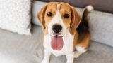 Infezione da saliva di cane causa morte: un caso raro e sorprendente