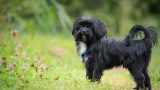 Bolonka Zwetna, la razza dei cani rapiti con riscatto di 1 milione