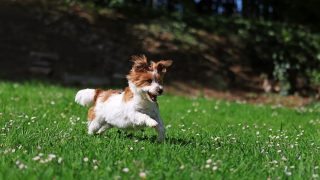 Attività primaverili da fare con il cane