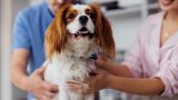 Cure veterinarie gratuite in Piemonte per 120 mila famiglie