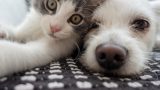 Come abituare il cane al gatto in 5 semplici consigli per una convivenza felice