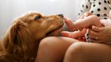 Preparare il cane all’arrivo di un bebè in casa