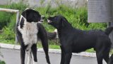 Litigi tra cani: come e quando intervenire per prevenire risse