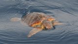 Tartaruga uccisa a Bari dopo un anno di cura e libertà in mare