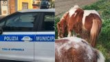 Cavalli maltrattati: denuncia per traino in strada con fune al collo