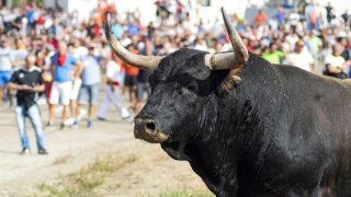 Corride senza crudeltà a Città del Messico: multe salate per chi uccide i tori