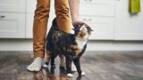 Segnali che il gatto chiede più attenzioni