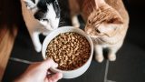 Alimentazione del gatto, 5 miti da sfatare e errori da evitare