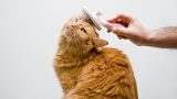 Gatto perde pelo in primavera: 6 consigli per gestire la muta