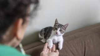 Gatto sulla mano: il significato del gesto affettuoso