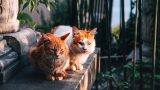 Cibare i gatti nel cimitero, polemica a Gaeta tra Comune e animalisti