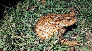 Cosa fare se trovi una rana o un rospo in giardino