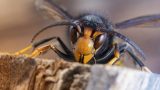 Vespa velutina: pericoli e caratteristiche del calabrone asiatico