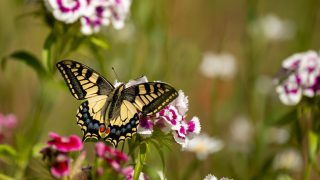 Farfalle di primavera: scopri le 10 più belle da vedere