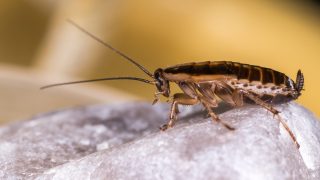 Blatte nel reparto di neuropsichiatria del Salesi di Ancona