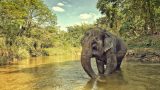 Elefante portafortuna: scopri il suo significato e la sua storia