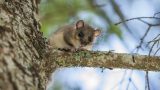 Animali che tornano in primavera e si svegliano dal letargo
