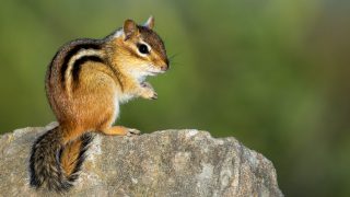 Scoiattolo in casa: tutto quello che devi sapere per tenerlo come pet