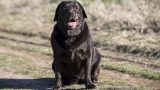 Labrador e umani: il gene dell’obesità che ci unisce