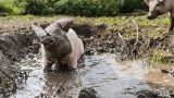 Maiali: realtà su animali sporchi e stupidi